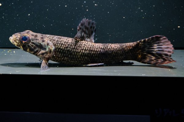 画像2: リアルタライロン アイマラ(12cm±)WILD (2)