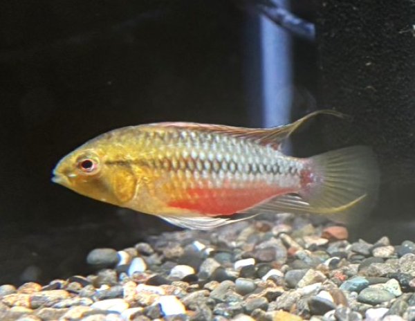 画像1: アピストグラマ ホングスロイレッド オスのみ 国産ブリード (1)