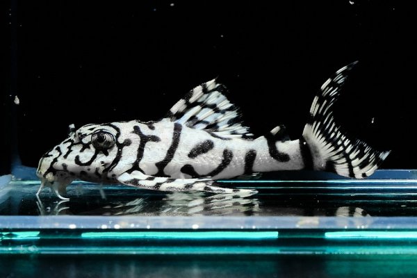 画像3: リアルメガクラウンゼブラプレコ L-236 (7cm±)国産ブリード (3)