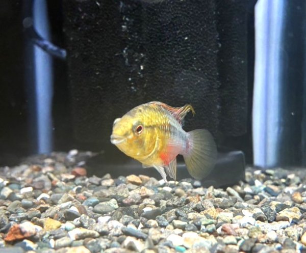 画像2: アピストグラマ ホングスロイレッド オスのみ 国産ブリード (2)