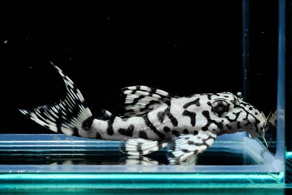 画像2: リアルメガクラウンゼブラプレコ L-236 (7cm±)国産ブリード (2)