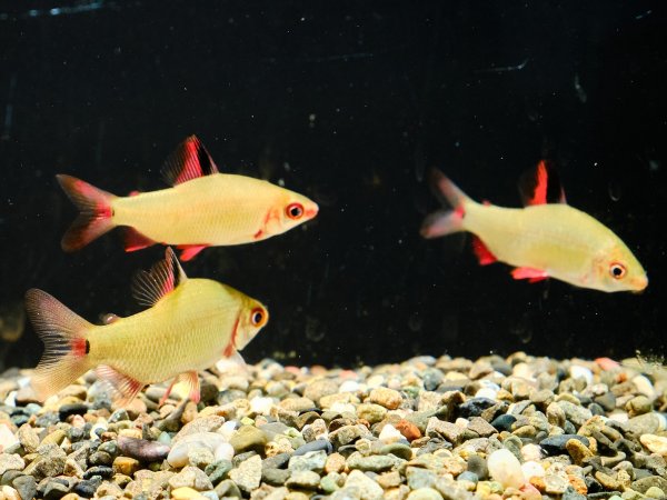 画像3: ディスティコダス ノボリ(6cm±)WILDコンゴ (3)