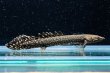 画像1: ポリプテルス オルナティピンニス(6cm±)ブリード (1)