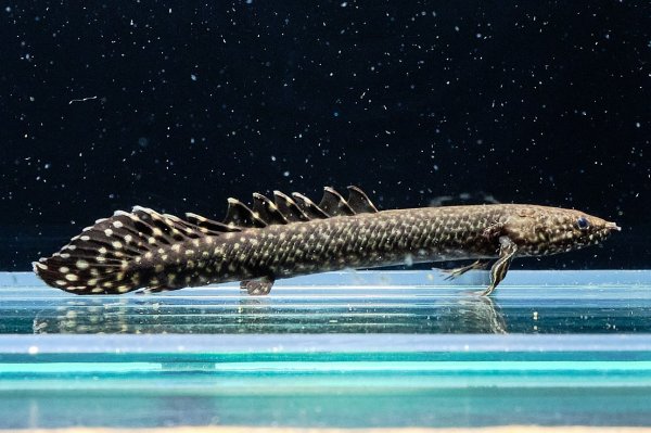 画像1: ポリプテルス オルナティピンニス(6cm±)ブリード (1)