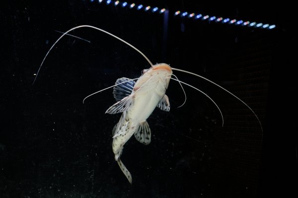 画像6: ジャウーピンタード(15cm±) (6)