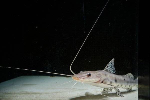 画像2: ジャウーピンタード(15cm±) (2)