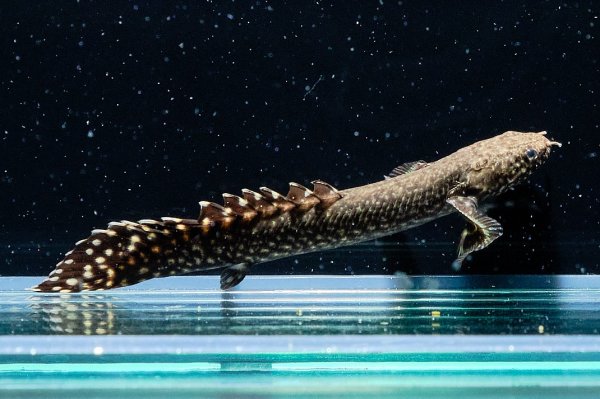 画像2: ポリプテルス オルナティピンニス(6cm±)ブリード (2)