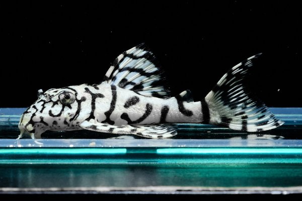 画像1: リアルメガクラウンゼブラプレコ L-236 (7cm±)国産ブリード (1)