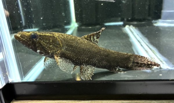 画像1: ホプリアスSP.タバジョス(13cm±)WILD (1)