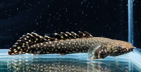 画像4: ポリプテルス オルナティピンニス(6cm±)ブリード (4)