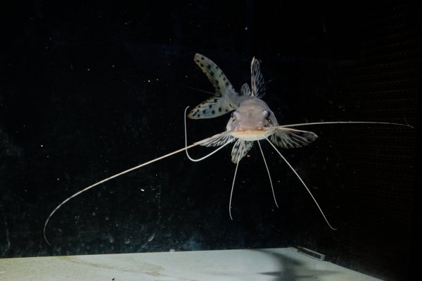 画像5: ジャウーピンタード(15cm±) (5)