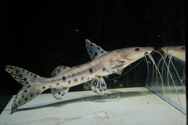 画像4: ジャウーピンタード(15cm±) (4)