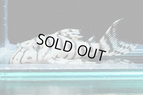 画像1: リアルメガクラウンゼブラプレコ L-236 (7cm±)国産ブリード (1)