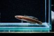 画像1: チャンナレッドアンドラオ(7cm±) (1)