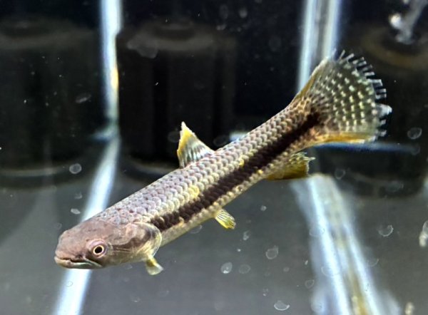 画像2: オレンジフィンキリーホーリー(7cm±)WILD (2)