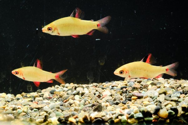 画像2: ディスティコダス ノボリ(6cm±)WILDコンゴ (2)