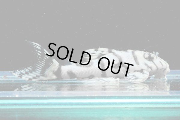 画像2: リアルメガクラウンゼブラプレコ L-236 (7cm±)国産ブリード (2)