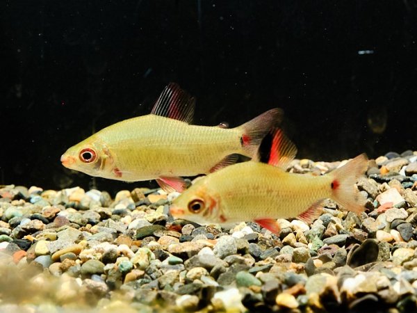 画像1: ディスティコダス ノボリ(6cm±)WILDコンゴ (1)