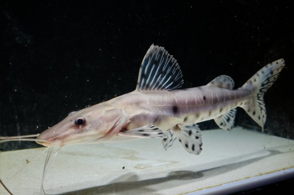 画像1: ジャウーピンタード(15cm±) (1)