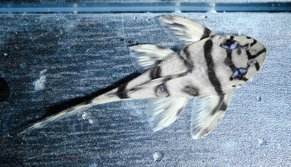 画像3: リアルメガクラウンゼブラプレコ L-236 (7cm±)国産ブリード (3)