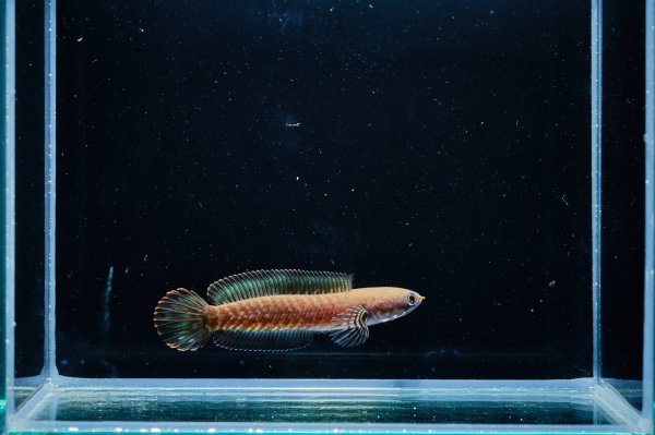 画像3: チャンナレッドアンドラオ(7cm±) (3)