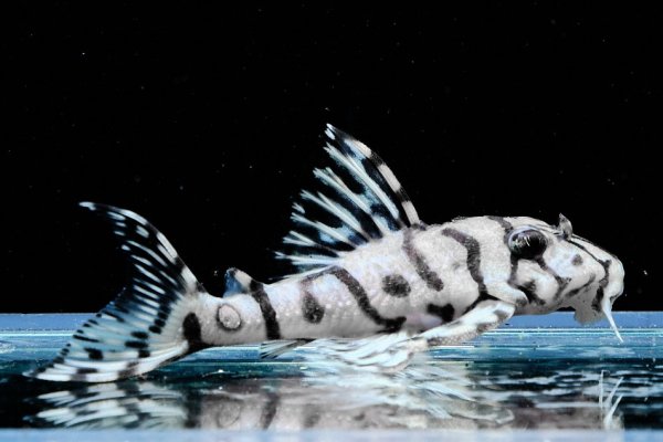 画像2: リアルメガクラウンゼブラプレコ L-236 (7cm±)国産ブリード (2)