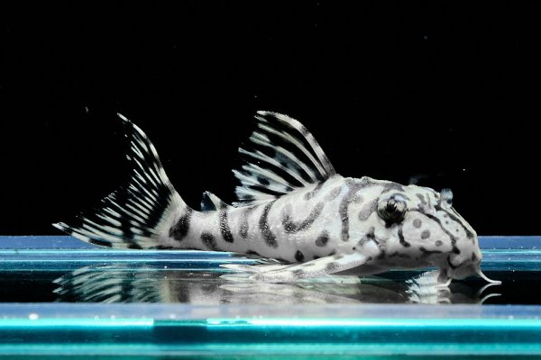 画像1: リアルメガクラウンゼブラプレコ L-236 (7cm±)国産ブリード (1)