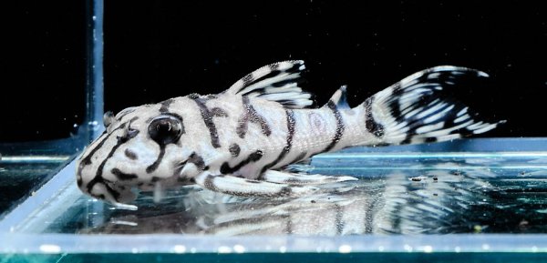 画像1: リアルメガクラウンゼブラプレコ L-236 (7cm±)国産ブリード (1)