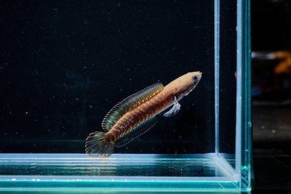 画像4: チャンナレッドアンドラオ(7cm±) (4)