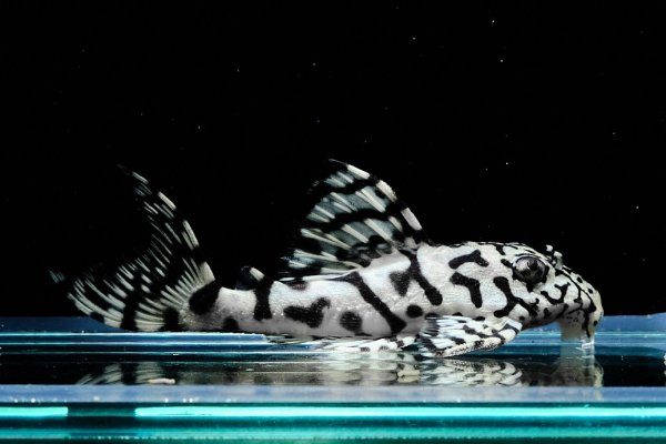 画像4: リアルメガクラウンゼブラプレコ L-236 (7cm±)国産ブリード (4)