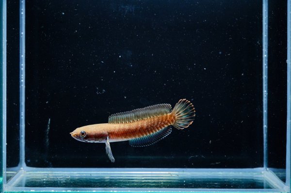 画像2: チャンナレッドアンドラオ(7cm±) (2)