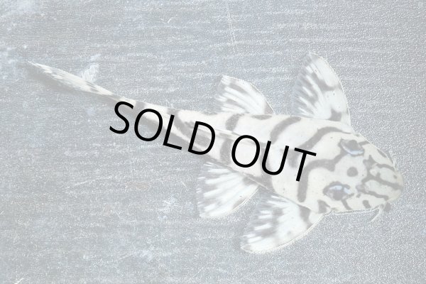 画像3: リアルメガクラウンゼブラプレコ L-236 (7cm±)国産ブリード (3)