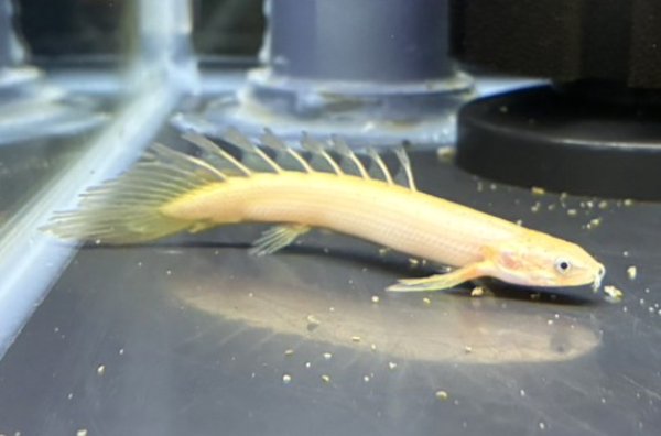 画像1: ポリプテルス セネガルスゴールデン ロングフィン(8cm±) (1)