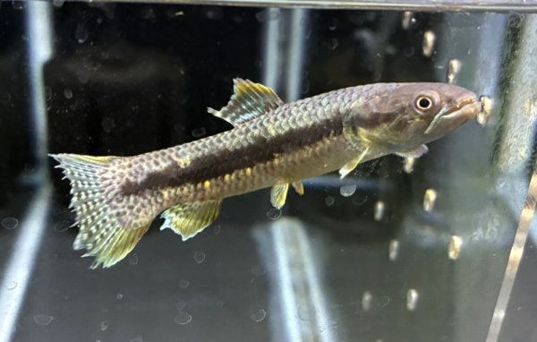 画像1: オレンジフィンキリーホーリー(7cm±)WILD (1)