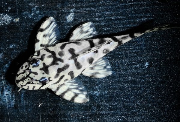 画像3: リアルメガクラウンゼブラプレコ L-236 (7cm±)国産ブリード (3)