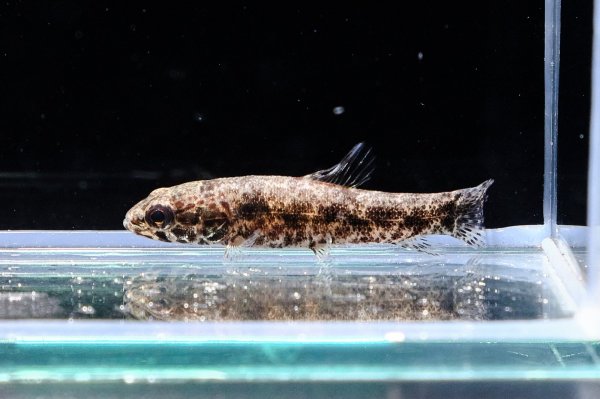 画像1: ウルグアイタライロン(6cm±)WILD (1)