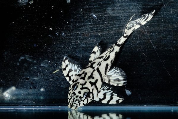 画像5: リアルメガクラウンゼブラプレコ L-236 (7cm±)国産ブリード (5)