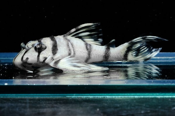 画像1: リアルメガクラウンゼブラプレコ L-236 (7cm±)国産ブリード (1)