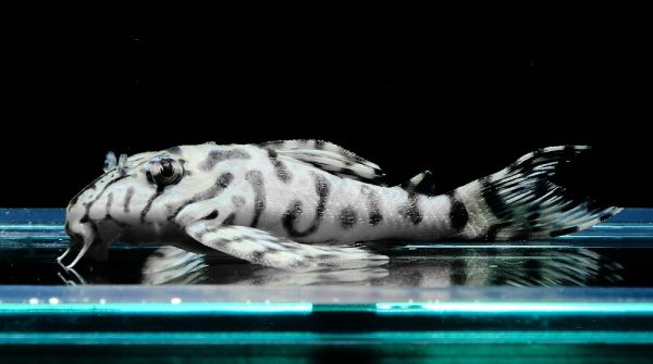 画像2: リアルメガクラウンゼブラプレコ L-236 (7cm±)国産ブリード (2)