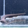 画像1: デンキウナギ(10cm±)WILD (1)