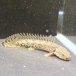 画像3: ポリプテルス アンソルギー(8cm±)ブリード (3)