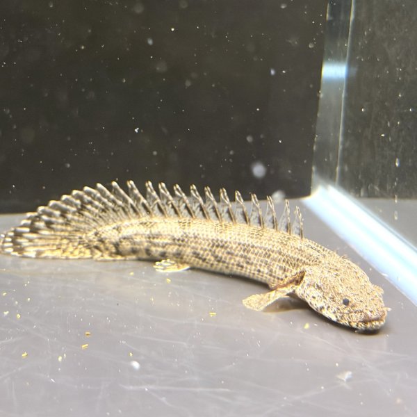 画像3: ポリプテルス アンソルギー(8cm±)ブリード (3)