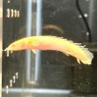 画像1: ポリプテルス アルビノセネガルス ロングフィン(8cm±) (1)