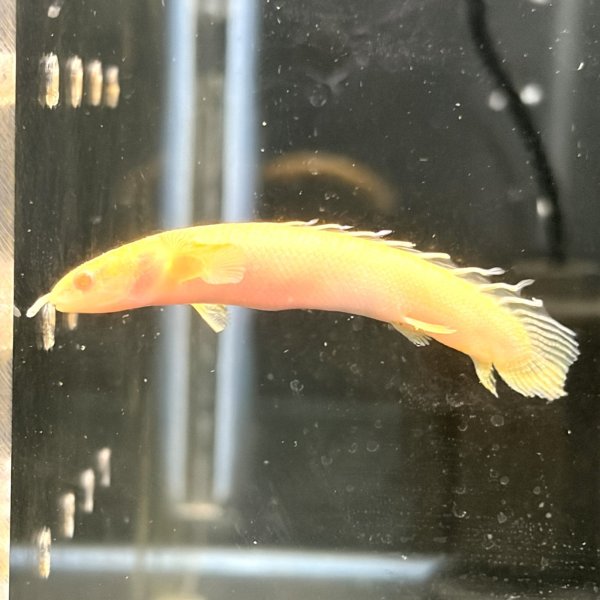 画像1: ポリプテルス アルビノセネガルス ロングフィン(8cm±) (1)