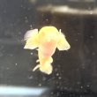 画像3: ポリプテルス アルビノセネガルス ロングフィン(8cm±) (3)