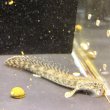 画像1: ポリプテルスラプエン ブリード(9cm±) (1)