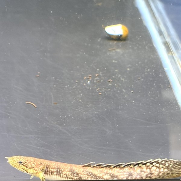 画像3: ポリプテルス パルマス ブティコフェリー(10cm±)ブリード (3)