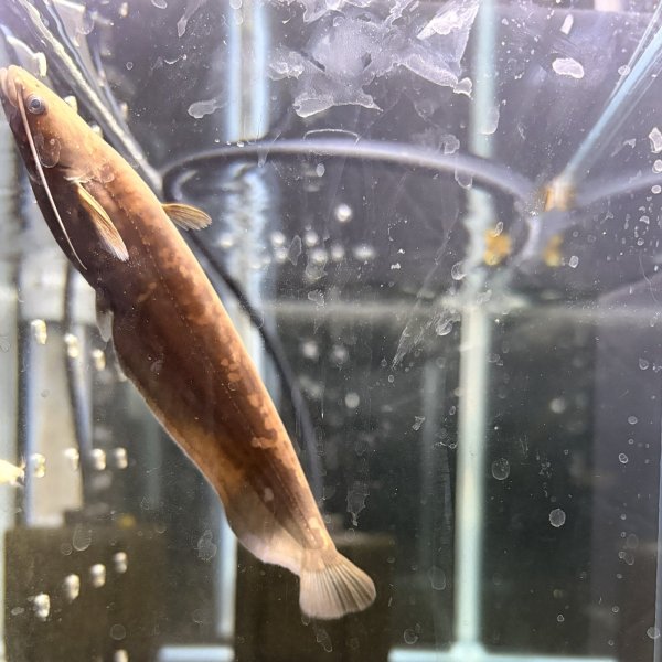 画像1: イワトコナマズ(9cm±)ブリード▲  (1)