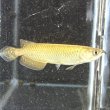 画像4: ノーザンバラムンディ(12cm±)ブリード (4)