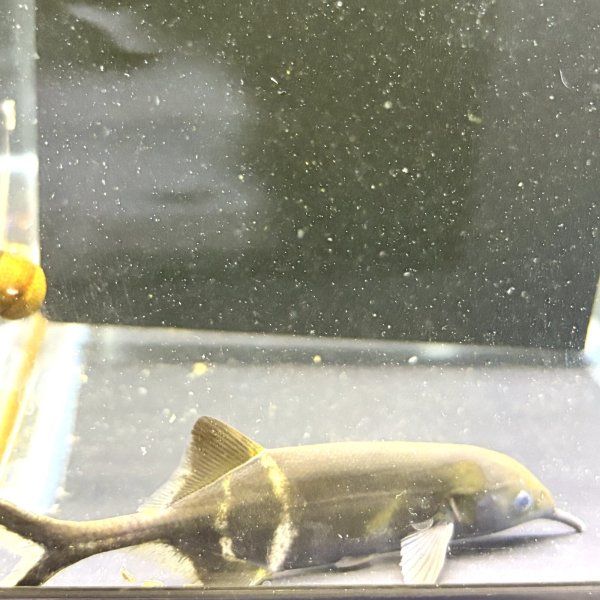 画像1: エレファントノーズフィッシュ(10cm±)WILD (1)